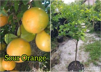 sour Orange  Grafted  Dwarf Trees 🌳 3gal Arboles  de naranja agria Injertados 3gal