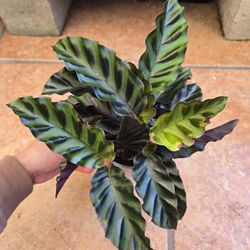 Calathea 'Velvet Glory'