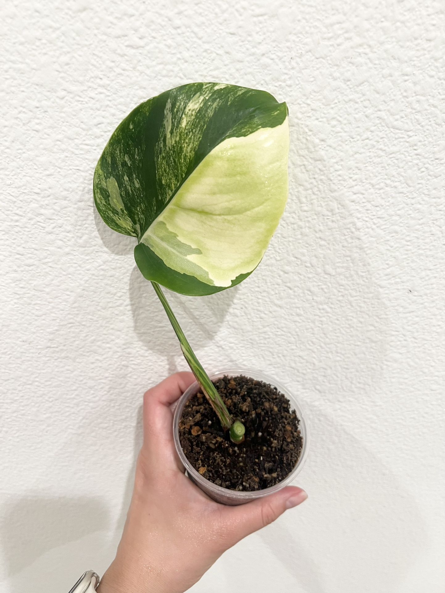 Monstera Aurea