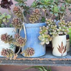 Plantas