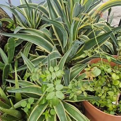 Variegated Agave Desmettiana