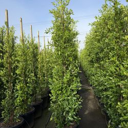 Ficus Nitida Indian Laurel Hedge