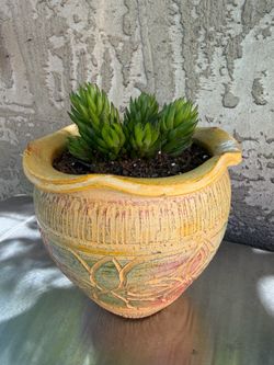 Plant