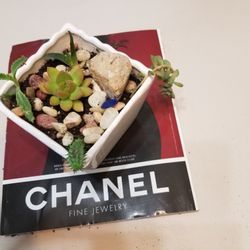 Beautiful 5 different kind of succulents in cactus soil