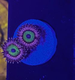 Fake Aquarium Decoration