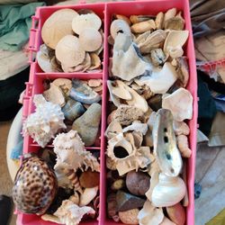 Box Of Misc Shells And Stones