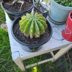 Barrel Cactus Medium Size 1/2 Gallon