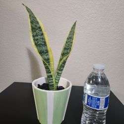 Snake Plant