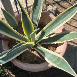 Plantas de Maguey