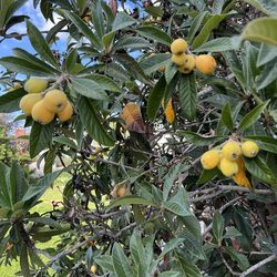 Fresh loquats