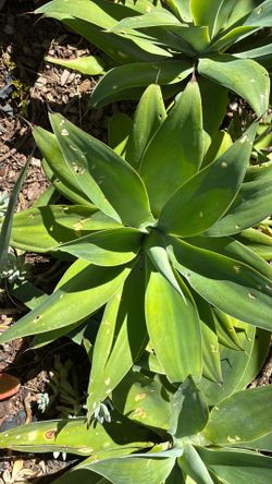 Agave Foxtail
