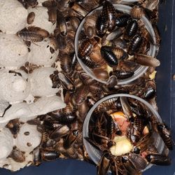 LIVE DUBIA ROACHES FEEDERS AND STARTER COLONIES