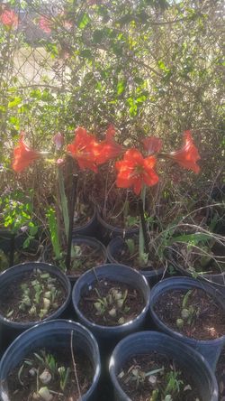 Red lily