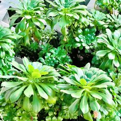 Aeonium Urbicum $10/each