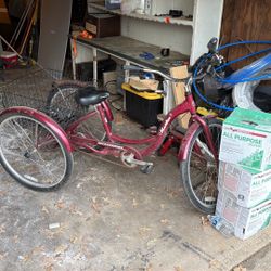 Adult Trike 
