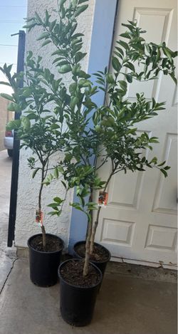 Freemont Tangerine 🍊 Trees 4F The Tall $60 Each Price Firm