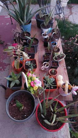 Easter plant sale