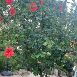 Hibiscus Tree