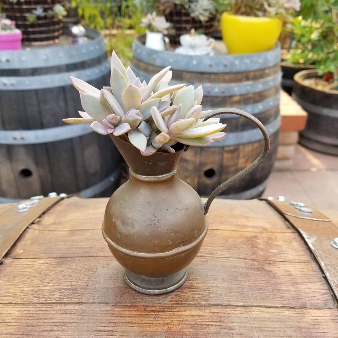 Succulent in a brass pitcher