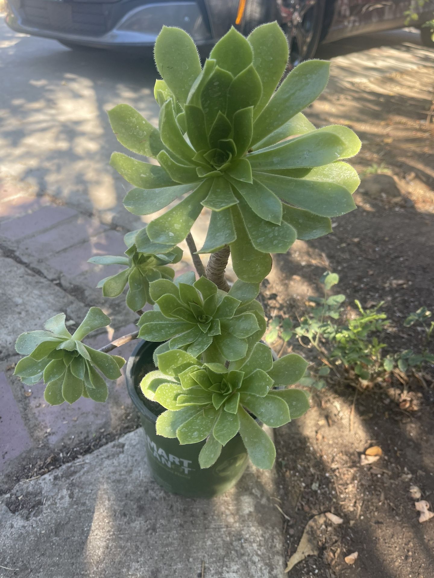 Plant Succulent