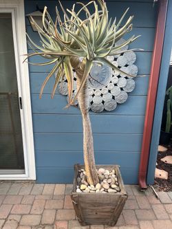 African Aloe Dichotoma