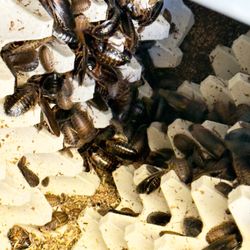 Dubia feeders 