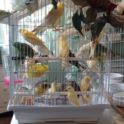 This Big Beautiful Bird Cage For Canaries