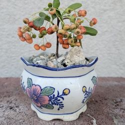Bonsai Plants