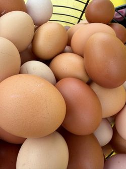 Organic free range Chicken eggs
