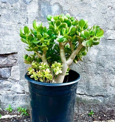 Jade Plant Succulent "Crassula Ovata" 🌱