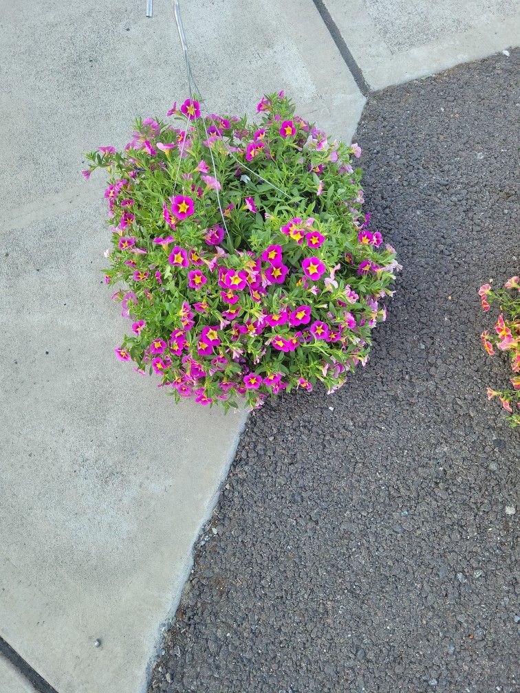 ππͺ·π΅Assorted Flower Hanging Baskets And Potsπ΅πΊπΌ