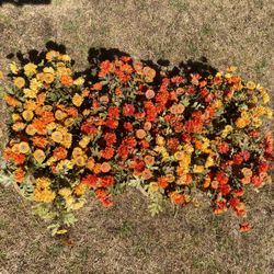  Fake Fall Mums | Weekend Pickup Only