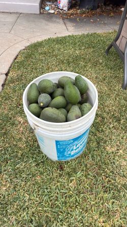 avocados