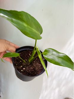 Plants (6”pot🌿Monstera Flame )