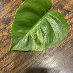Monstera Aurea Plant Cutting Rooted 