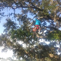 High Top Tree Trimming