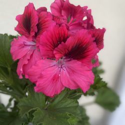 Geranium Washington Plant, In 1 Gallon Pot Pick Up Only