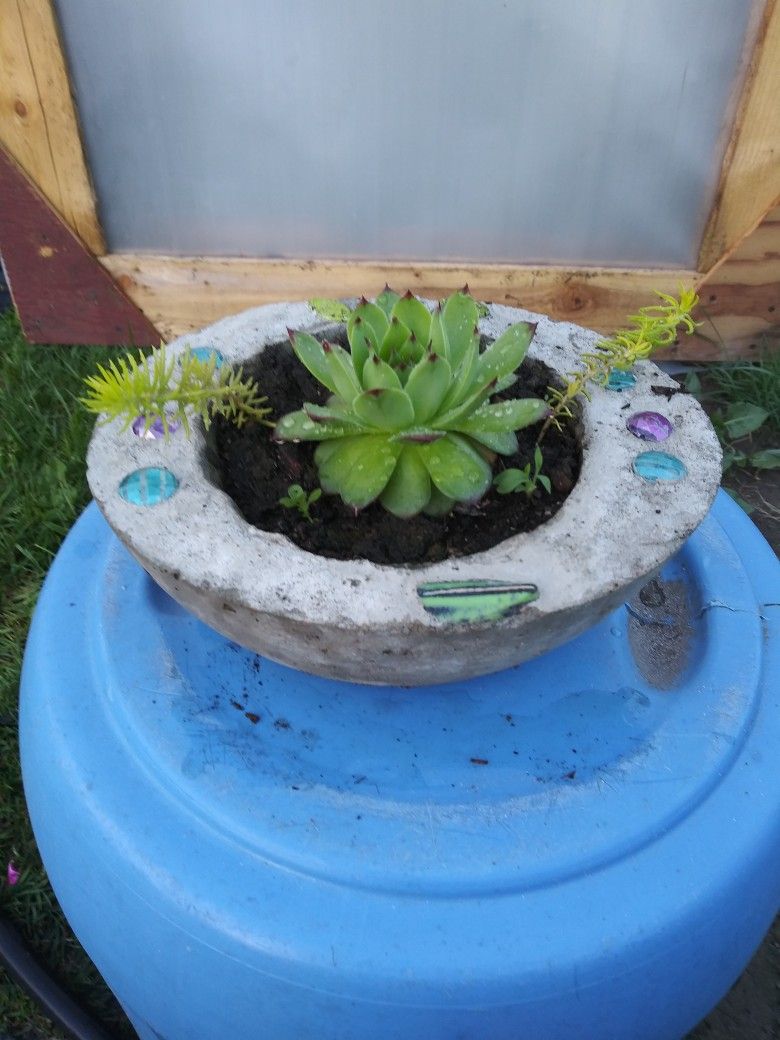 Succulents