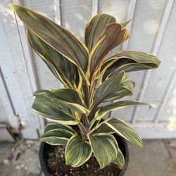 Cordyline Chocolate Queen Shade Plant, In 5 Gallóns Pot Pick Up Only