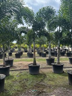 FOXTAIL PALM