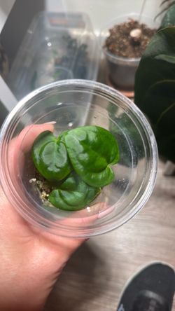 Anthurium (big foot x Goliath) kartel daun