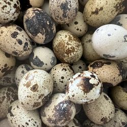 Quail