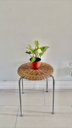 Syngonium plant
