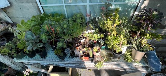 Plants Succulents