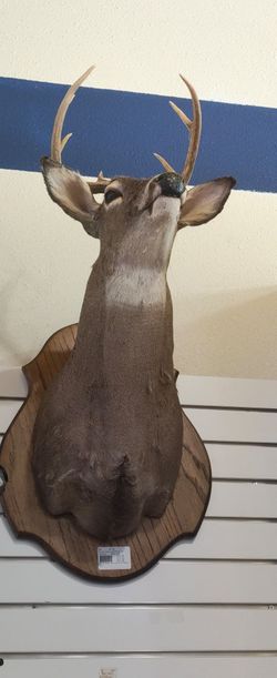 Deer