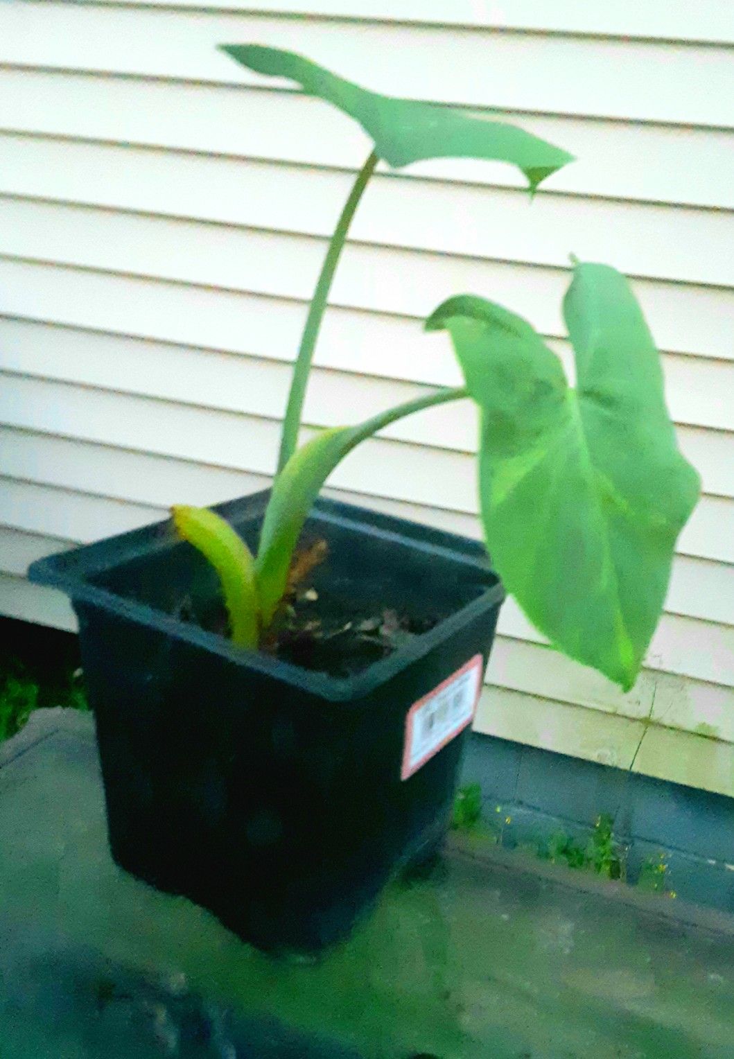 Elephant Ear Plant