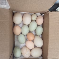 Duck And Chicken Eggs