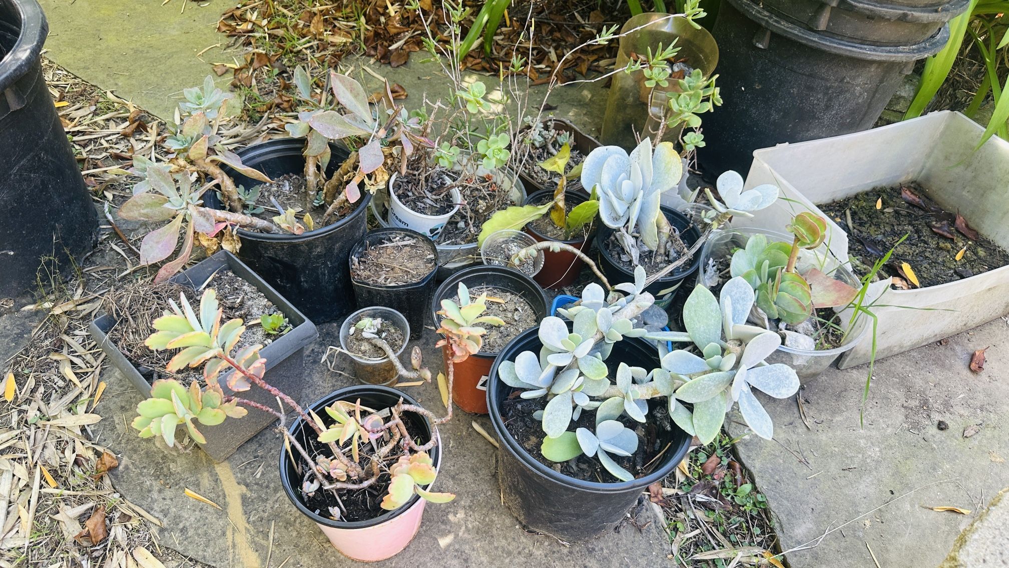 Free Succulents, Must Take All, Come Now. In Utc/ucsd