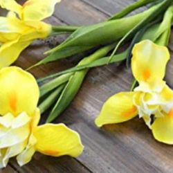  Yellow Iris Plants 2 Gallon Fully Rooted