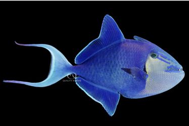 4” Trigger Decoration Needs New Home